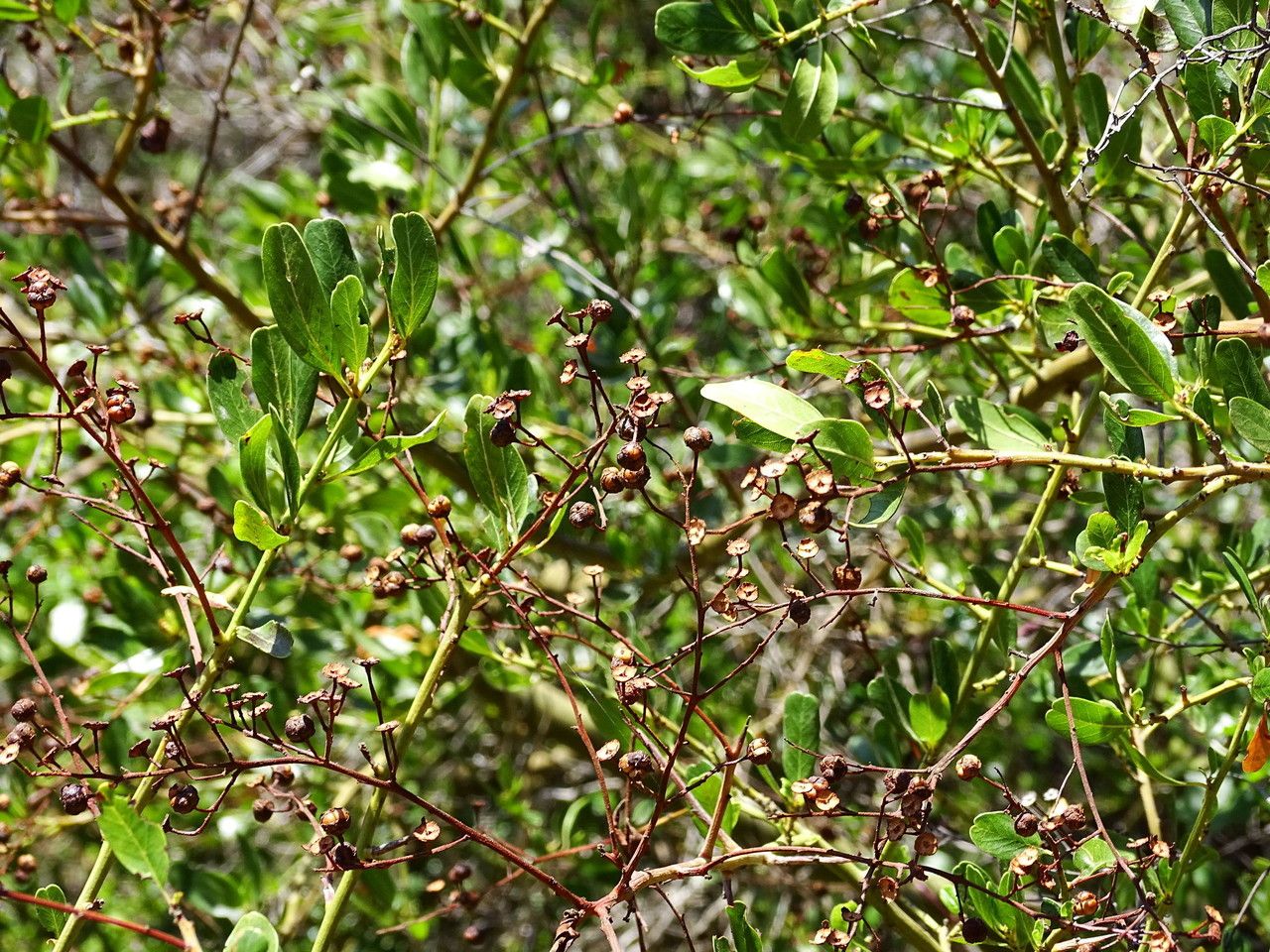 Ceanothus spinosus habit