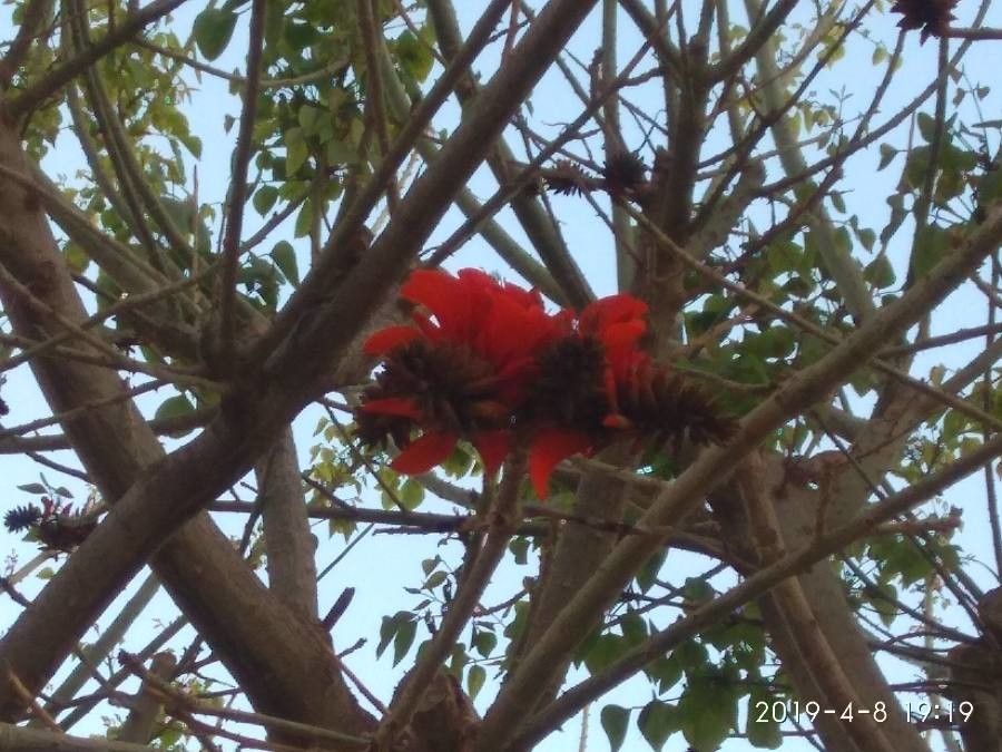 Erythrina latissima flower