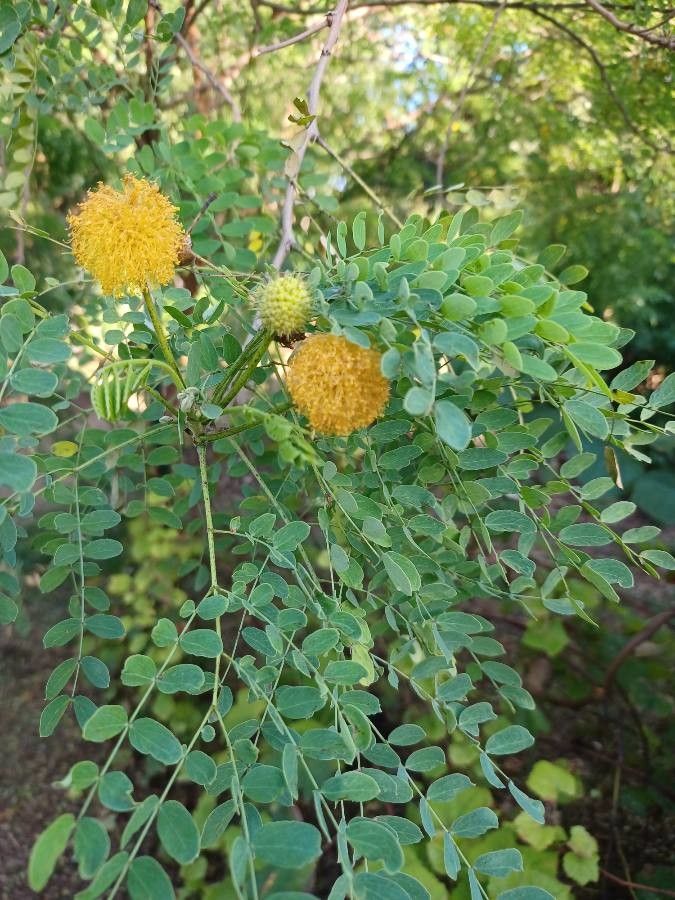 Leucaena retusa — search result for 'Leucaena'