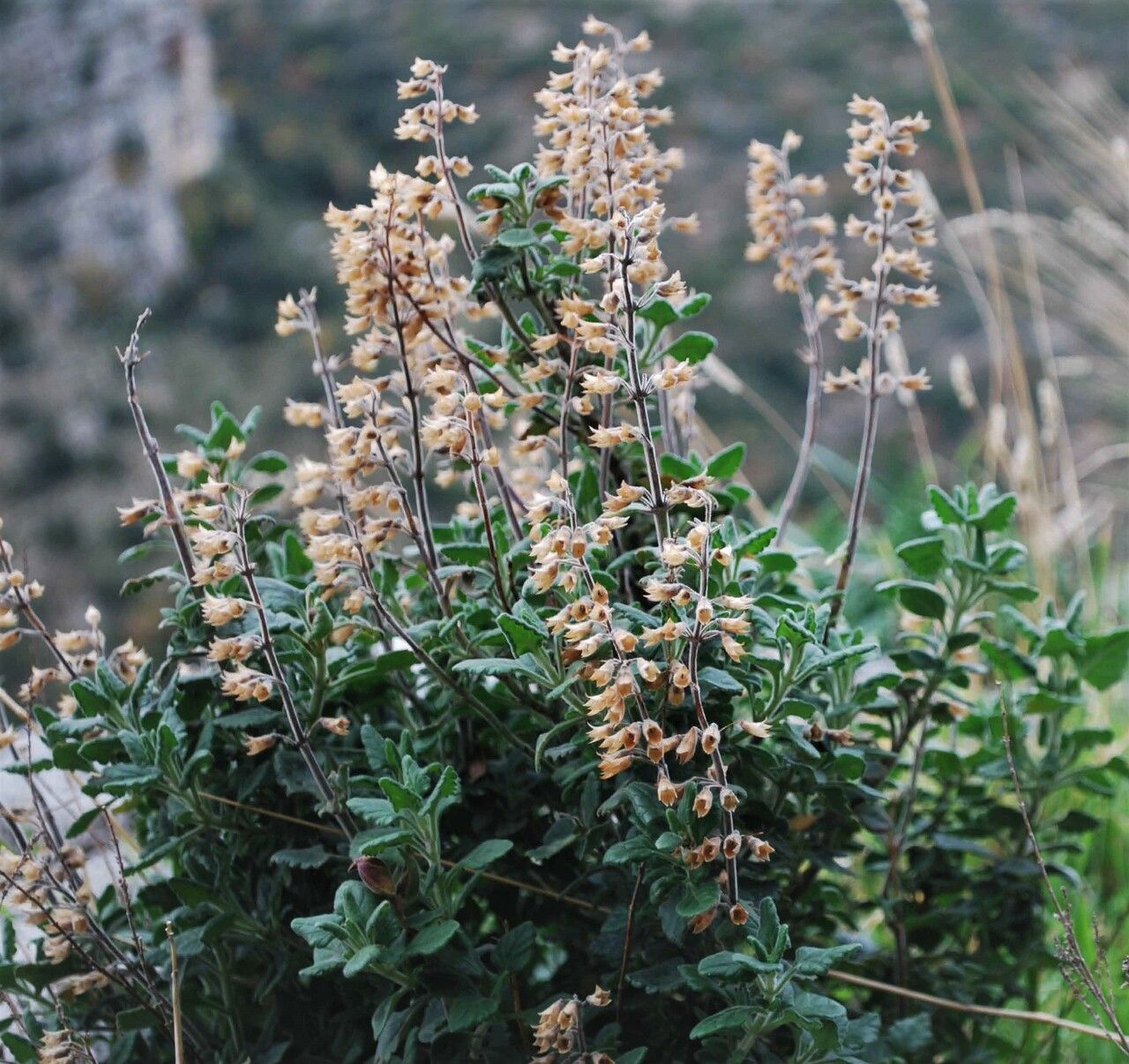 Teucrium flavum flower
