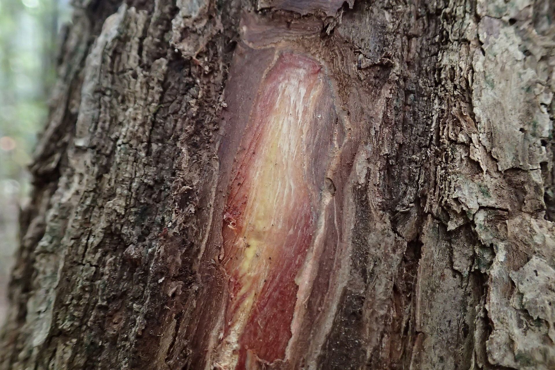 Terminalia gatopensis bark