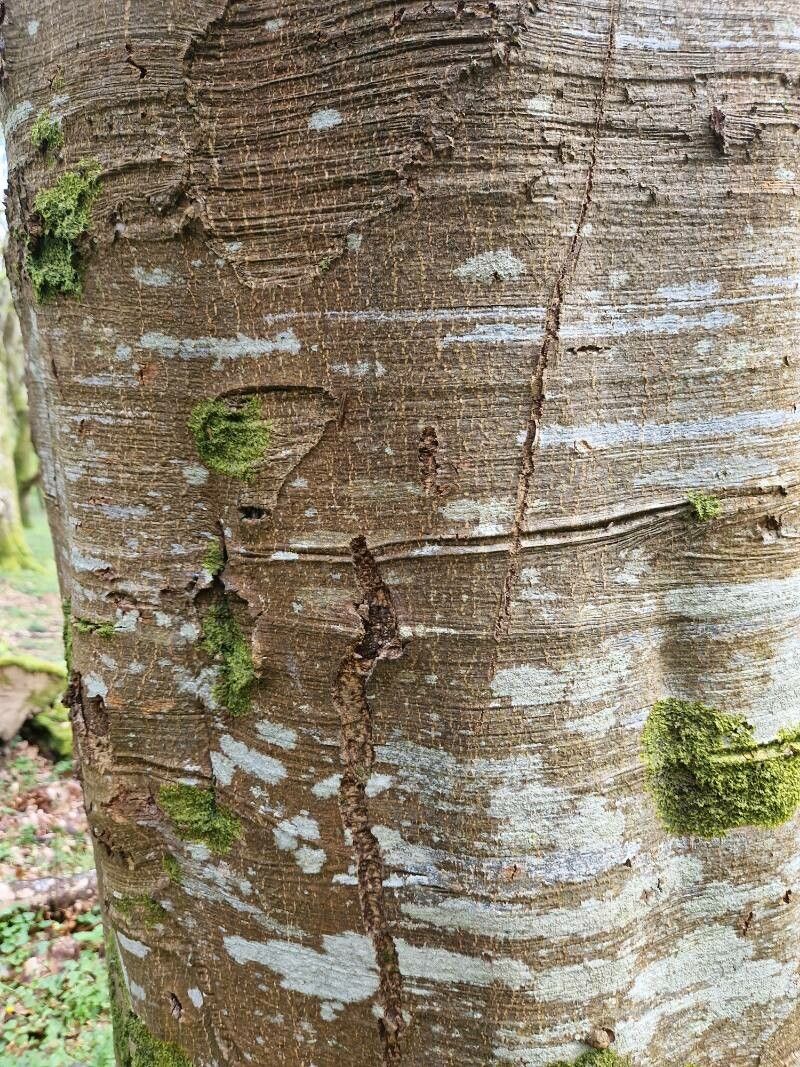 Betula luminifera — search result for 'Betula'