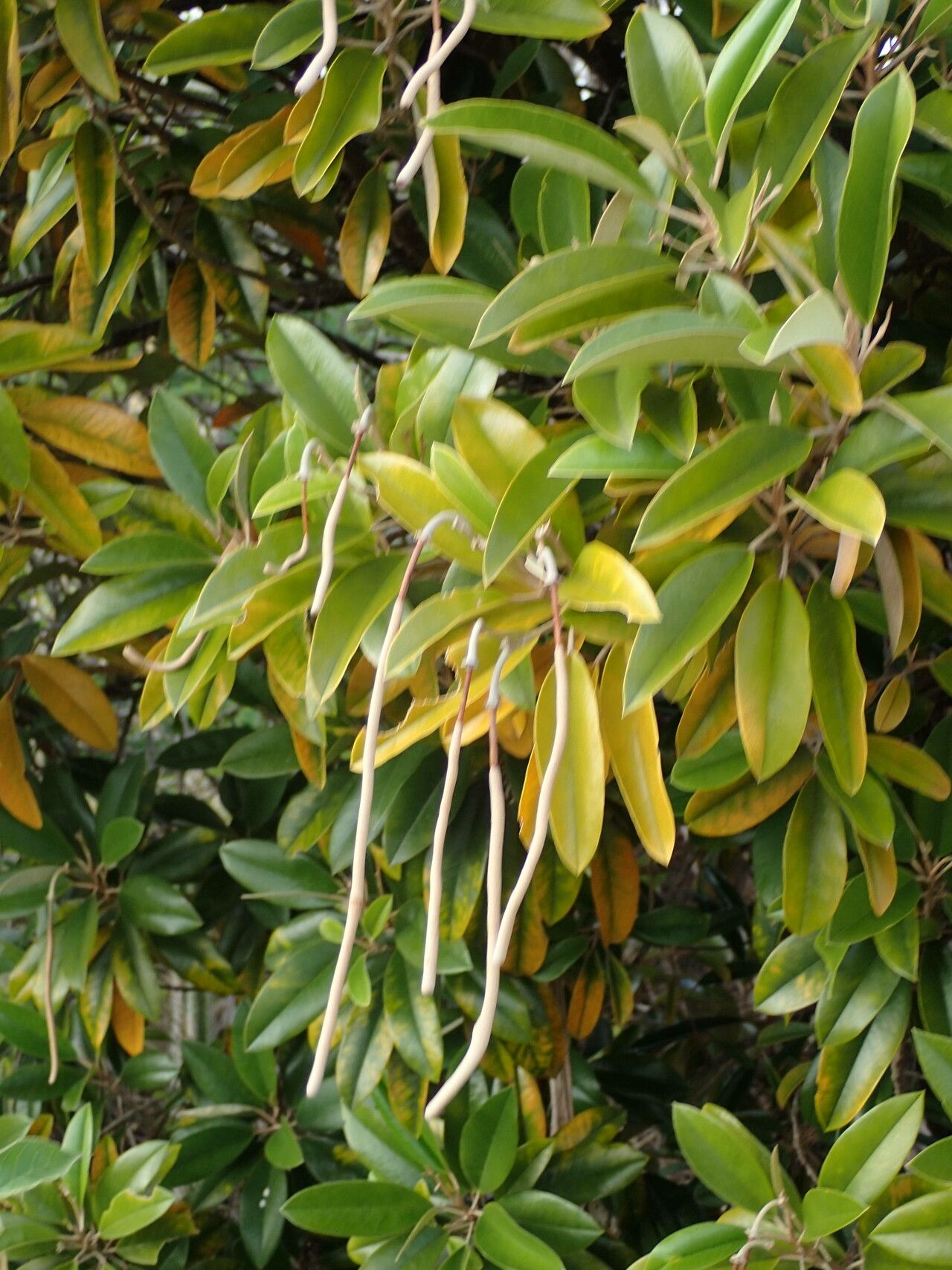Morisonia cynophallophora fruit