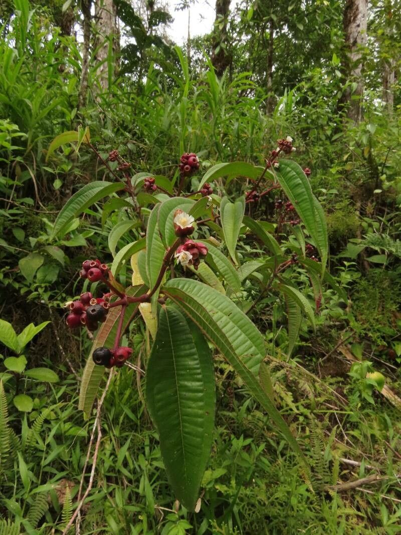 Miconia monteleagreana flower