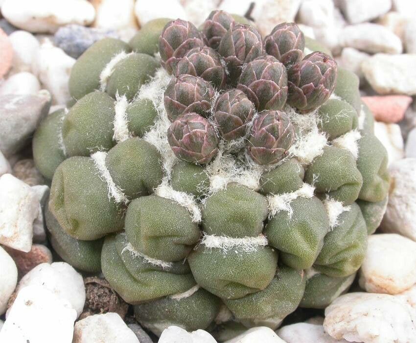 Rebutia cintia — houseplant care guide