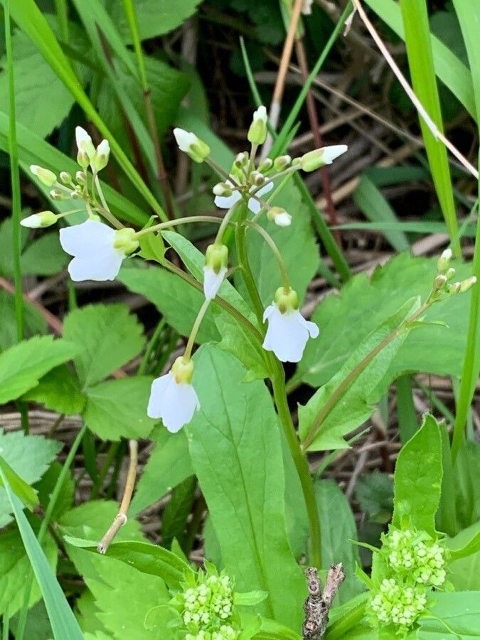 Cardamine bulbosa flower