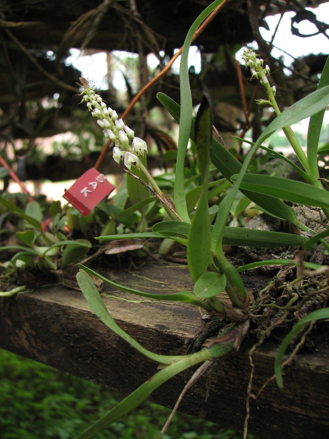 Polystachya elegans habit