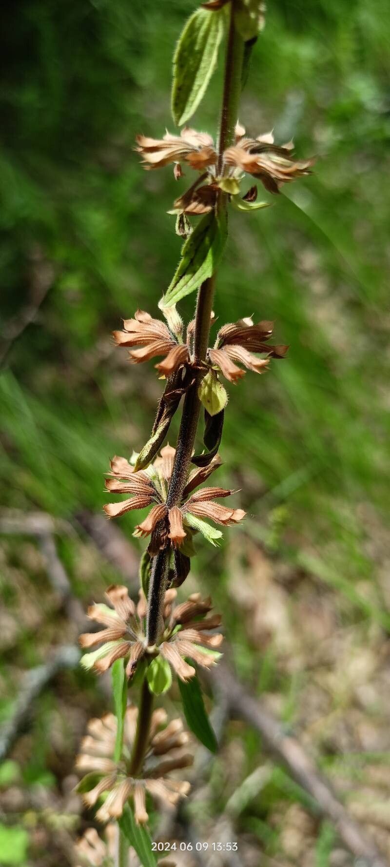 Dracocephalum thymiflorum fruit