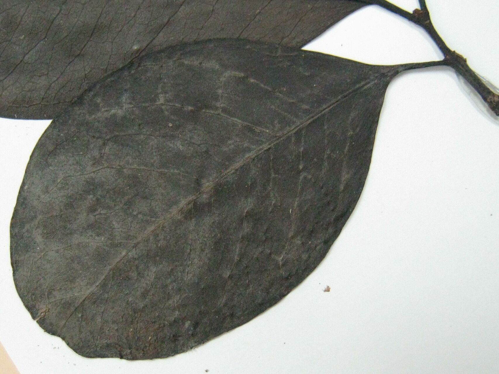 Guapira salicifolia — houseplant care guide