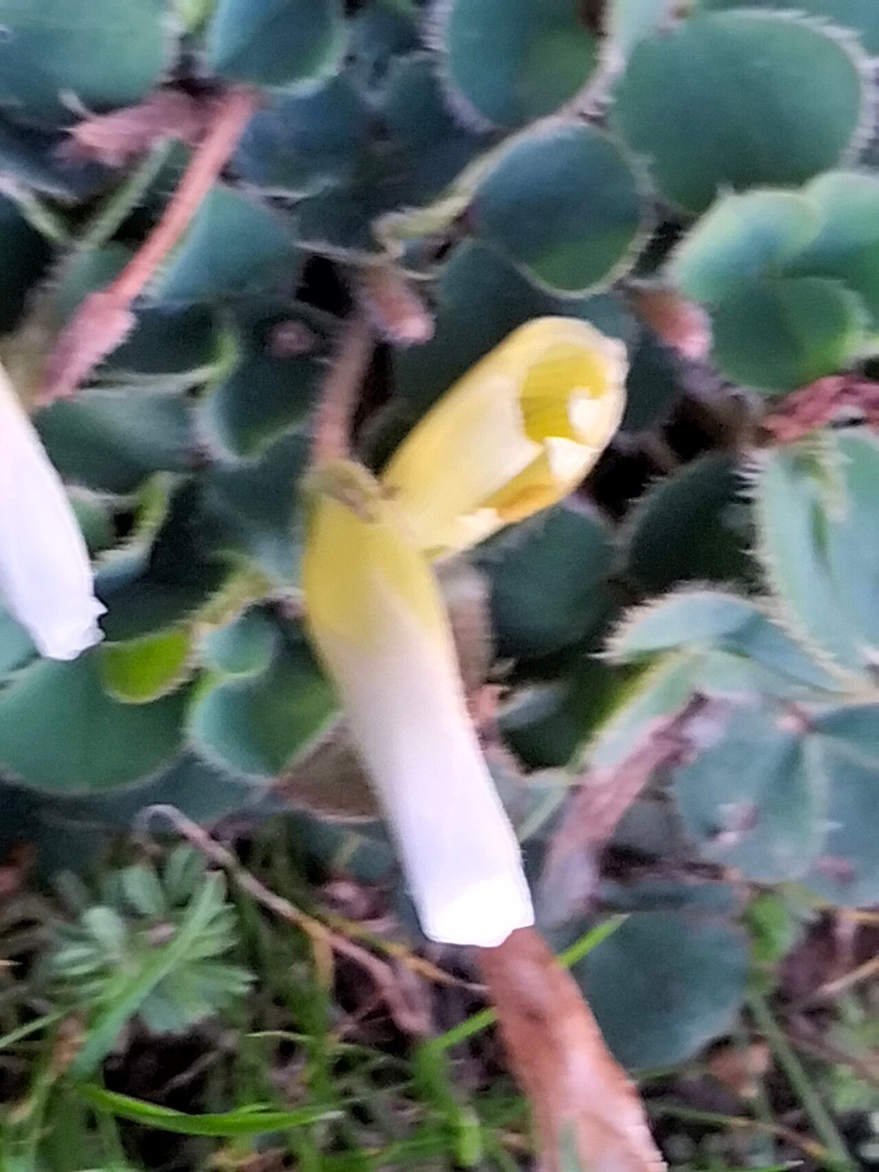 Oxalis luteola flower