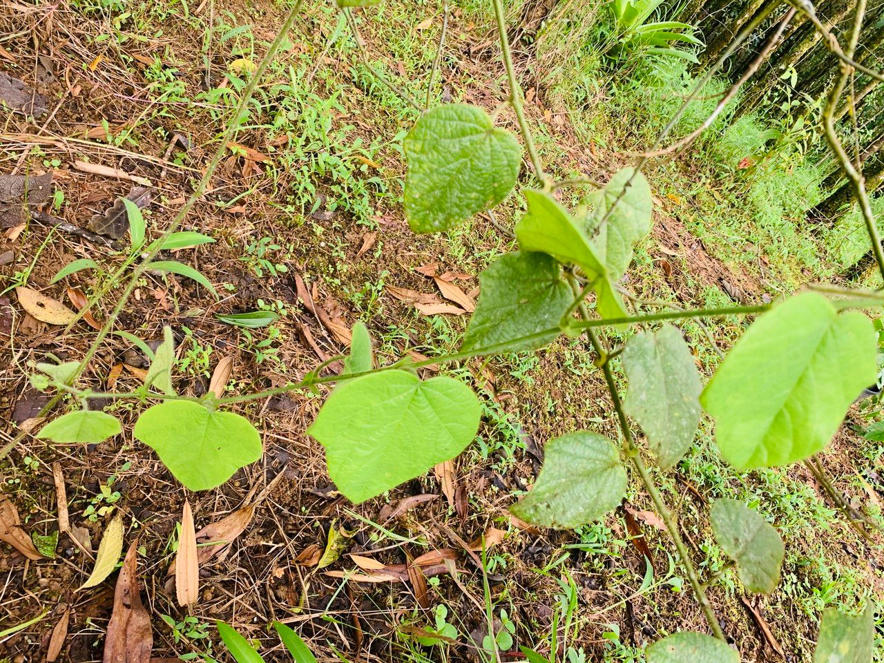 Passiflora menispermifolia — houseplant care guide