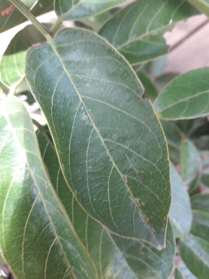 Philenoptera violacea leaf