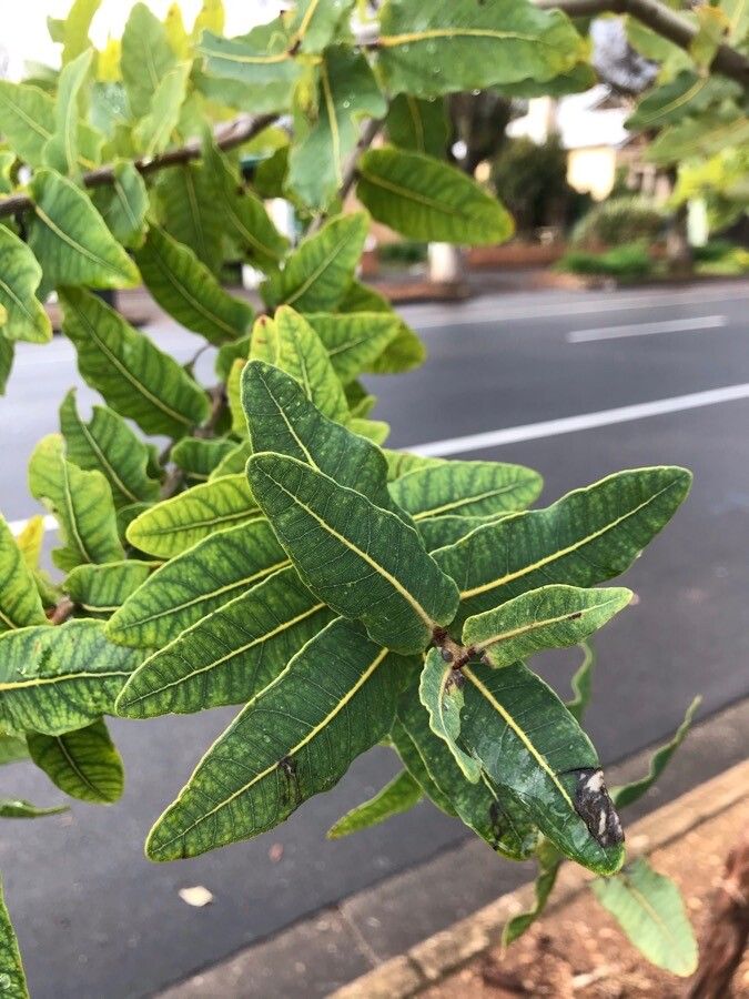 Angophora hispida leaf