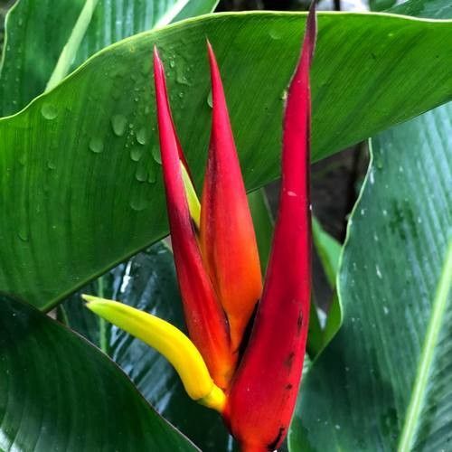 Heliconia spp. flower