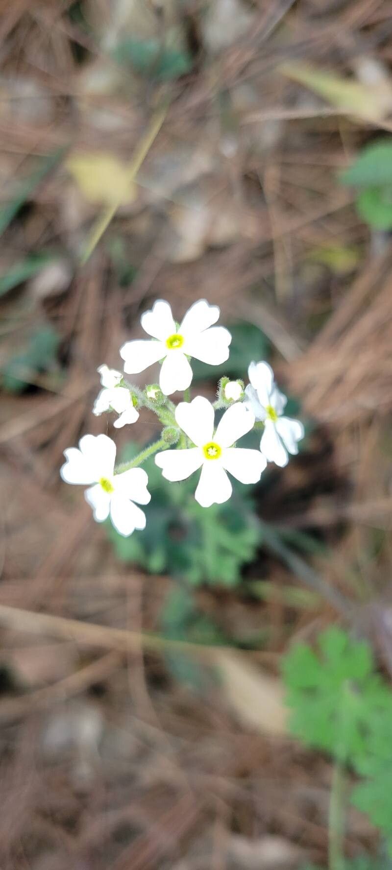 Androsace geraniifolia flower