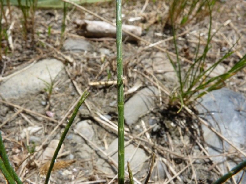 Hainardia cylindrica habit