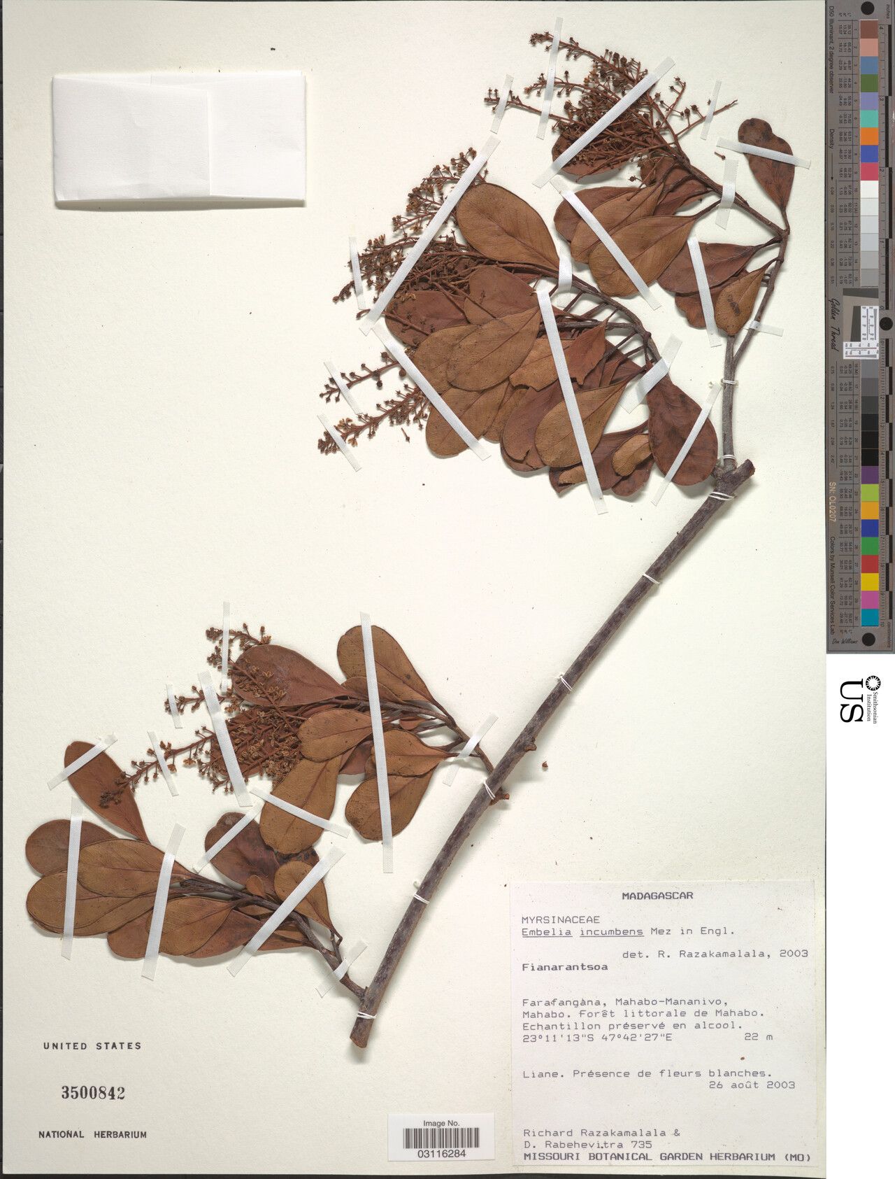 Embelia incumbens — houseplant care guide