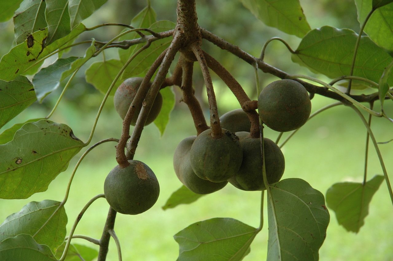 Aleurites moluccanus fruit
