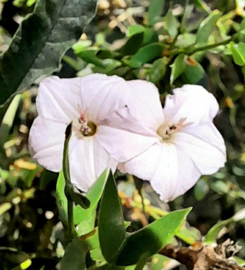 Convolvulus bonariensis flower