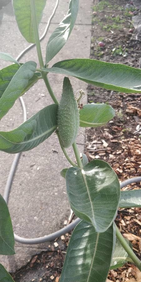 Asclepias vestita — search result for 'Asclepias'