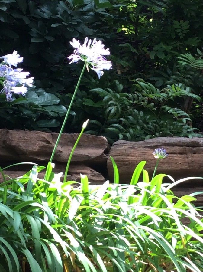 Agapanthus spp. flower