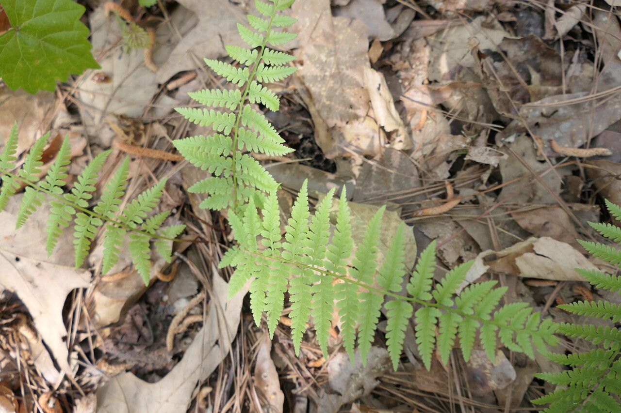 Athyrium asplenioides