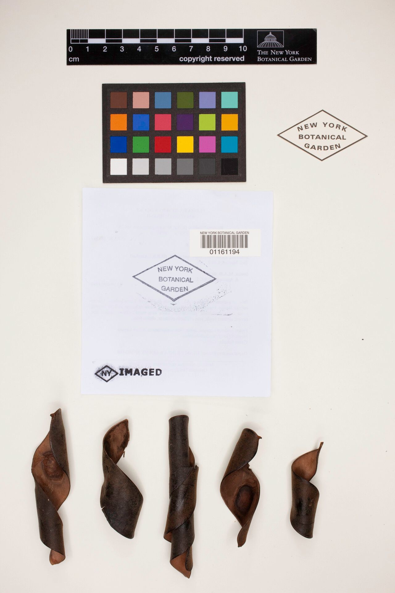 Bauhinia guianensis fruit