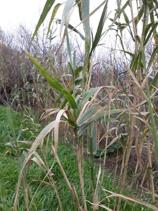 Festuca halleri habit
