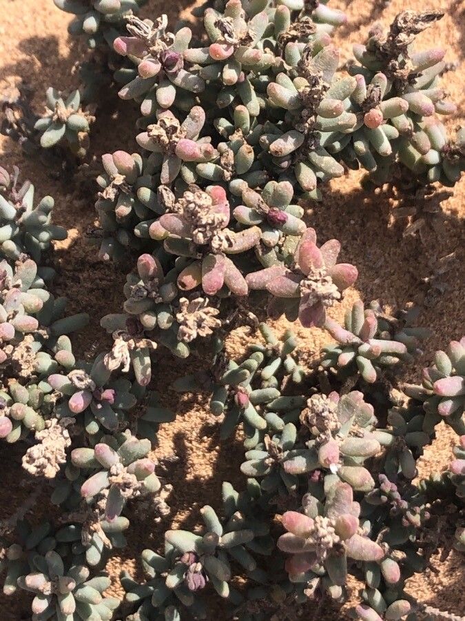 Tetraena fontanesii — search result for 'northwest Africa'