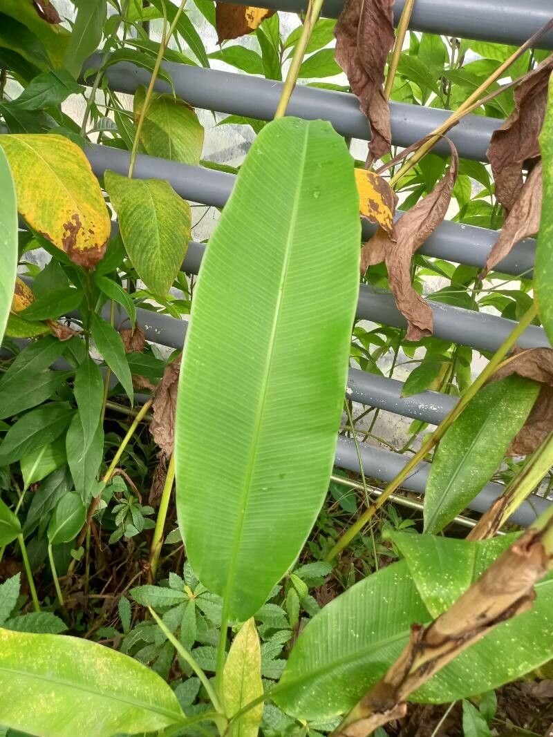 Musa coccinea — search result for 'Musaceae'