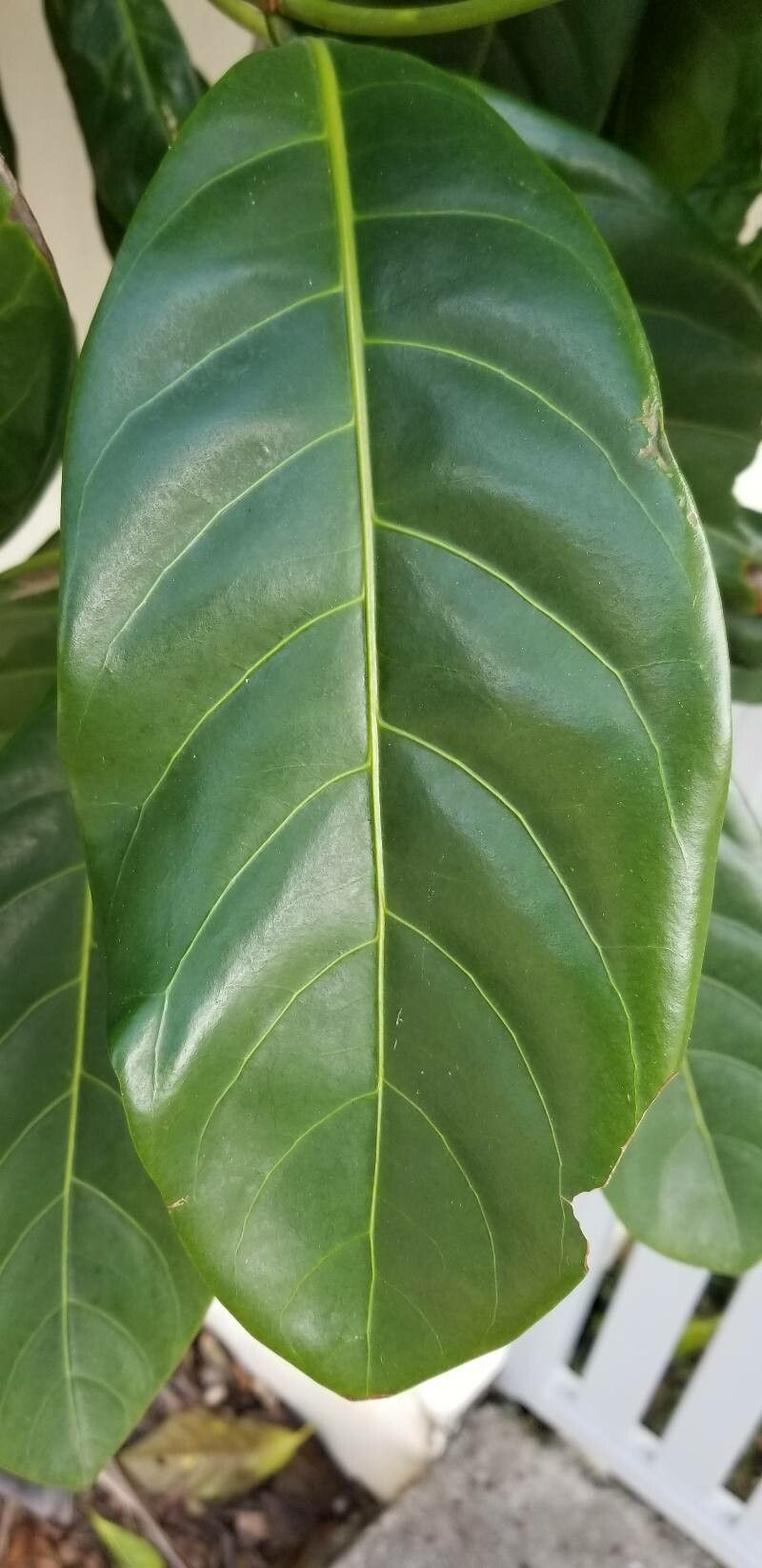 Atractocarpus fitzalanii — search result for 'Gardenia'