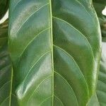 Atractocarpus fitzalanii