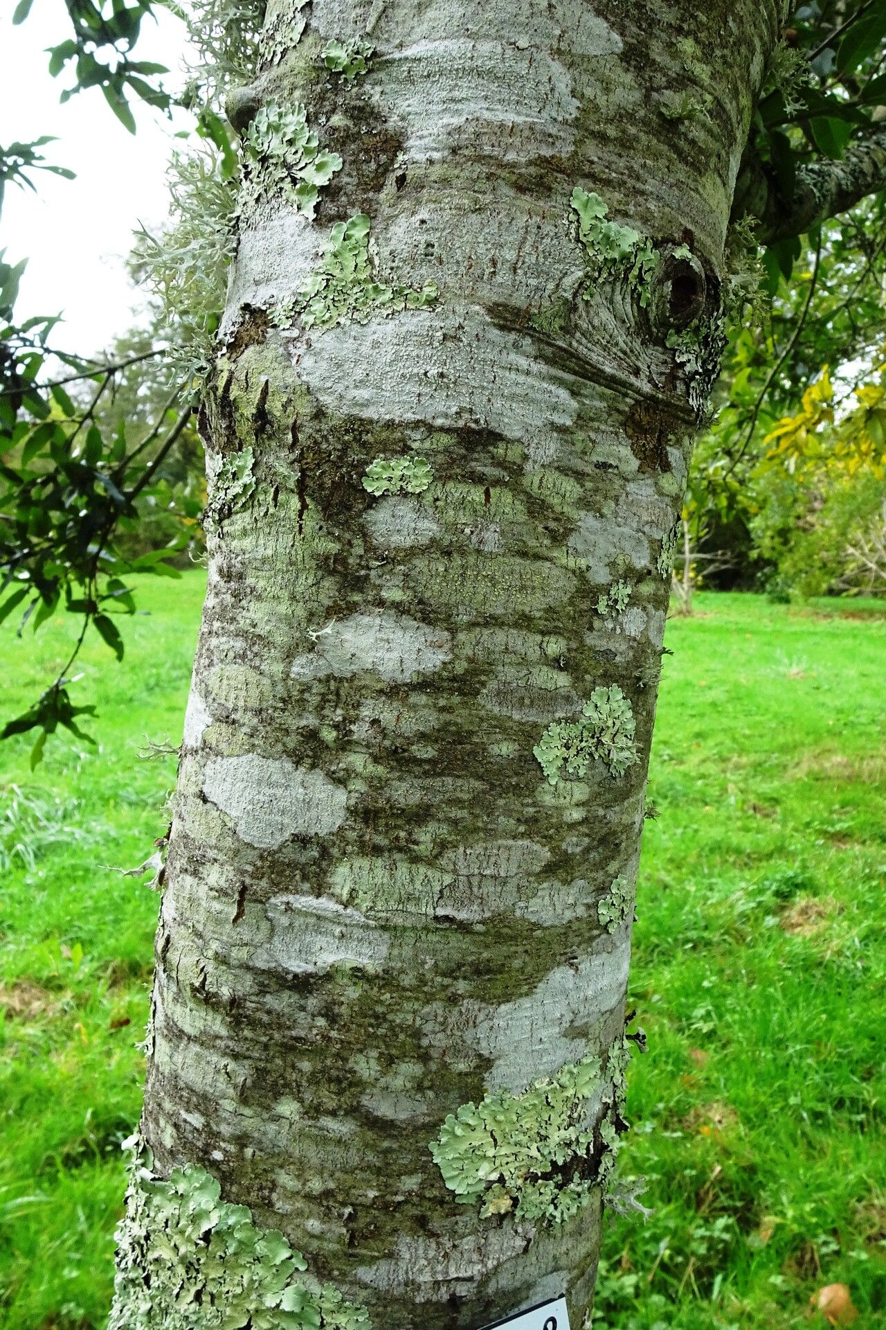 Quercus crassipes bark