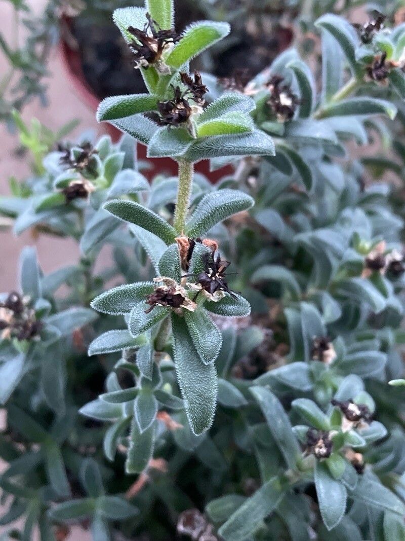 Delosperma brunnthaleri — houseplant care guide