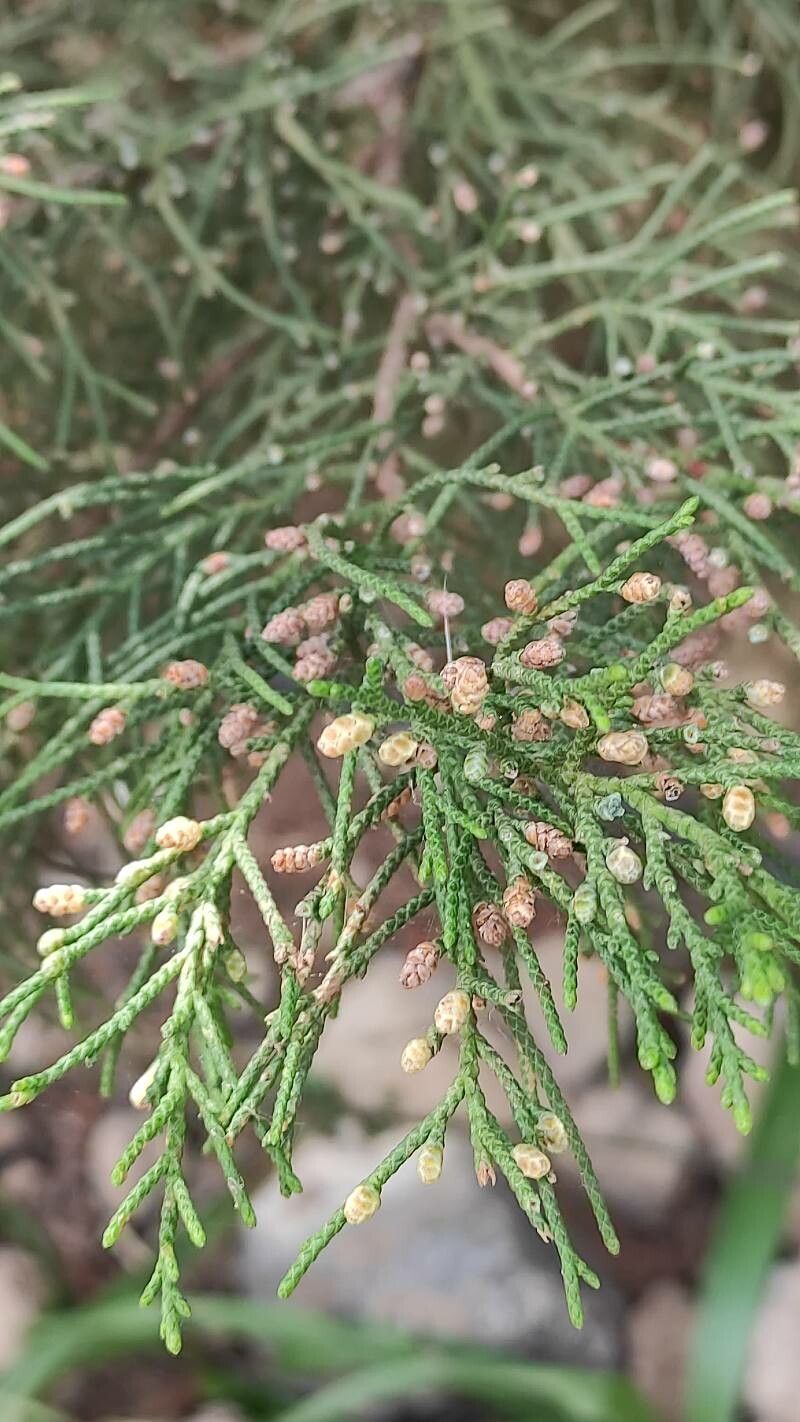 Juniperus turbinata flower