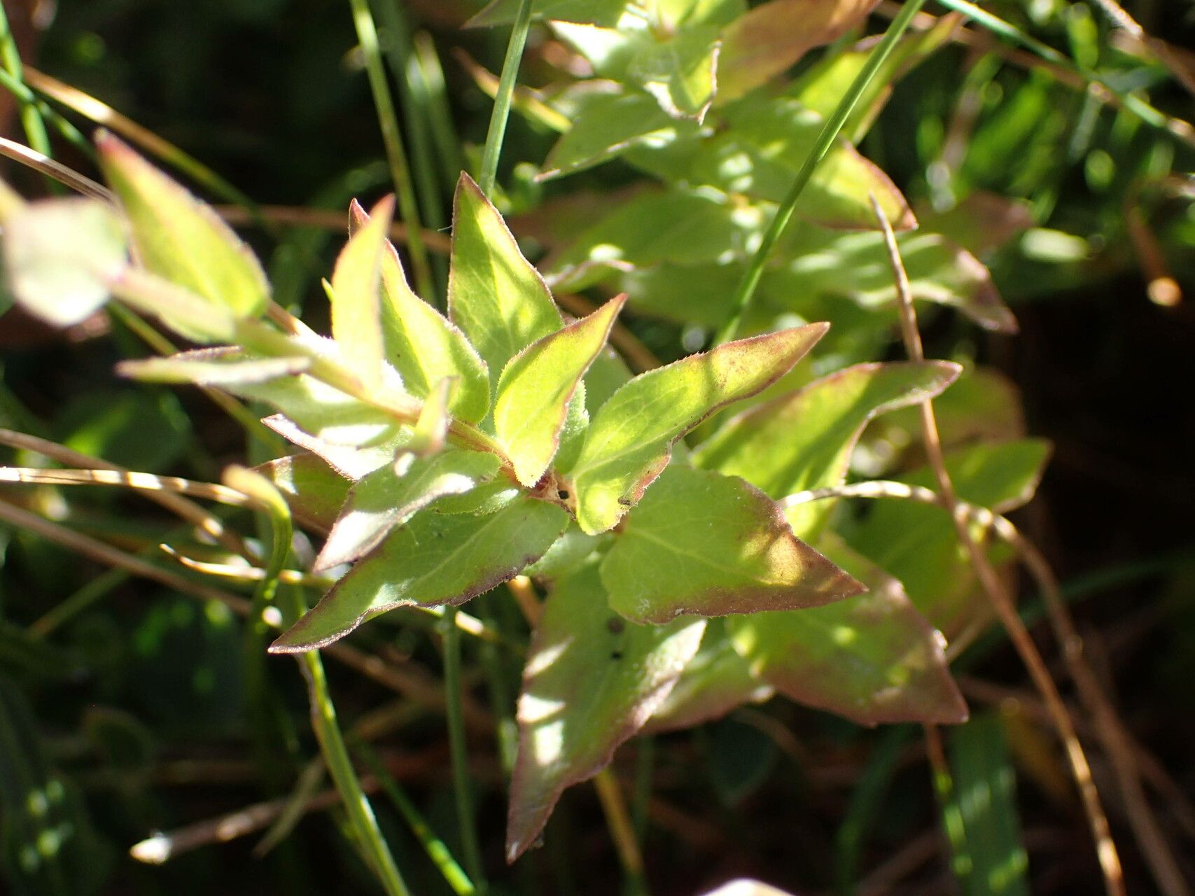 Campanula precatoria — houseplant care guide