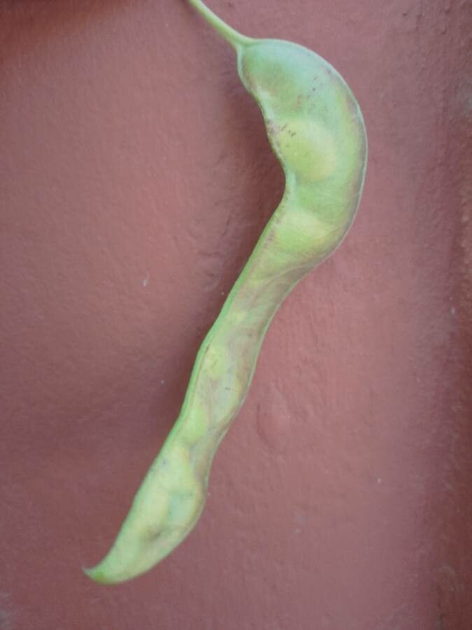 Acacia abbreviata fruit