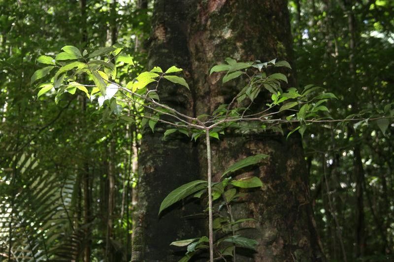 Rinorea amapensis habit
