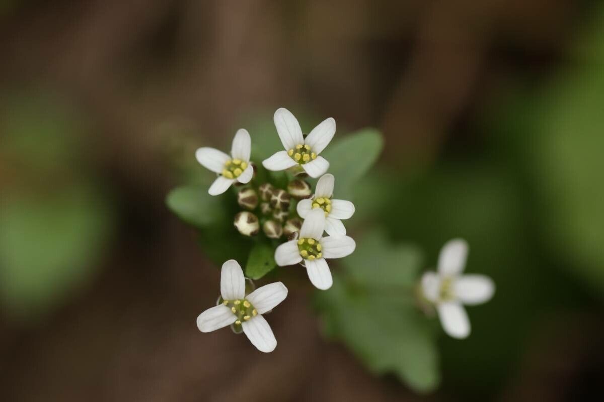 Eutrema tenue — related species from the same genus