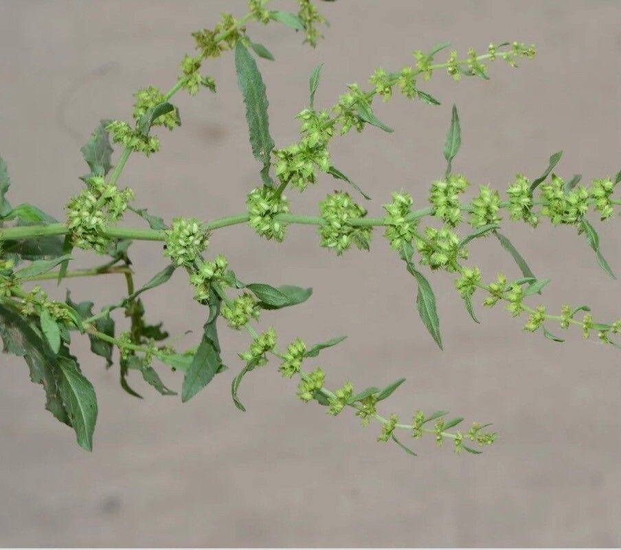 Rumex dentatus — search result for 'Rumex'