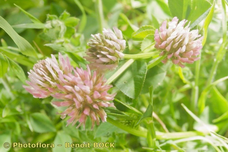 Trifolium isthmocarpum — search result for 'Trifolium'