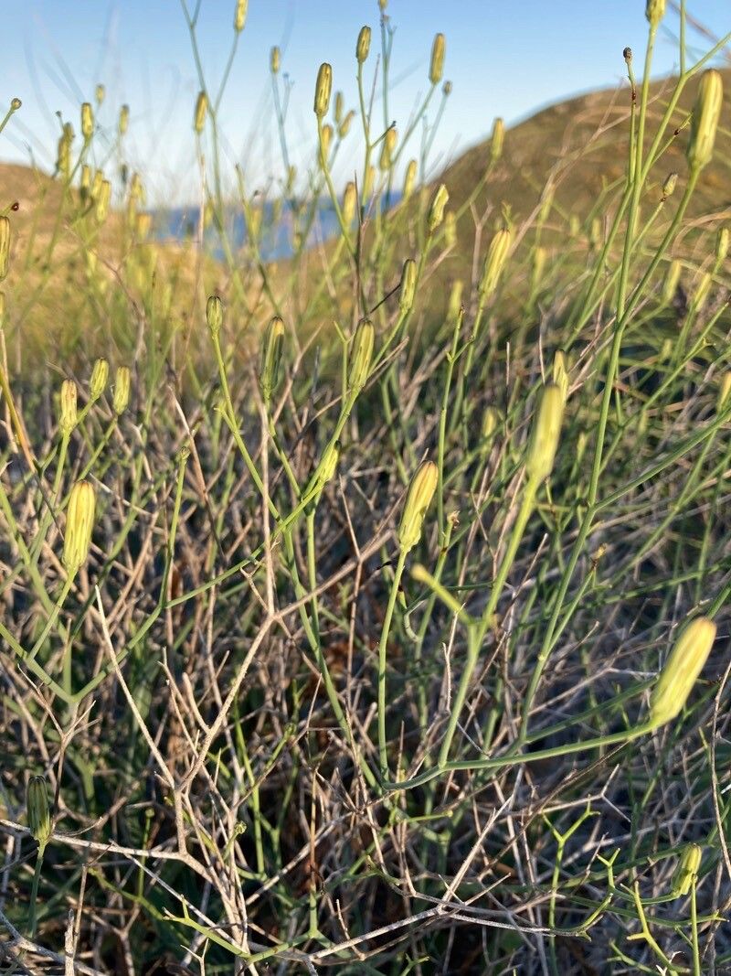 Launaea lanifera flower
