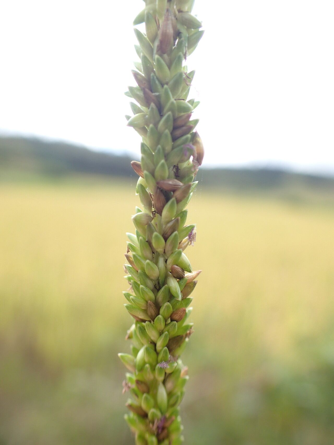 Sacciolepis africana flower