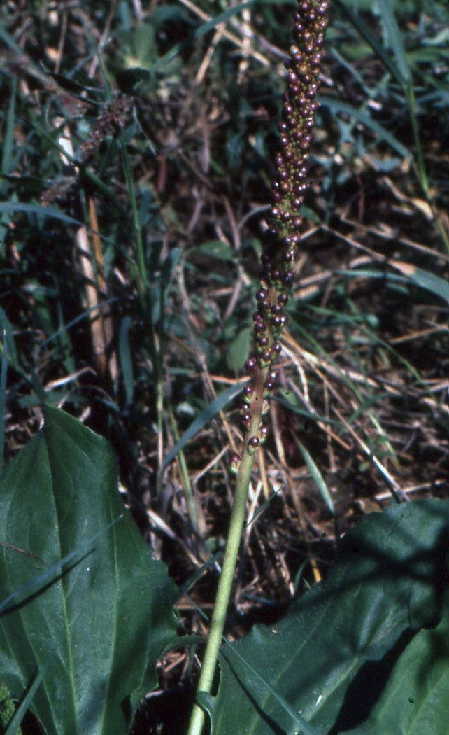 Plantago cornuti flower