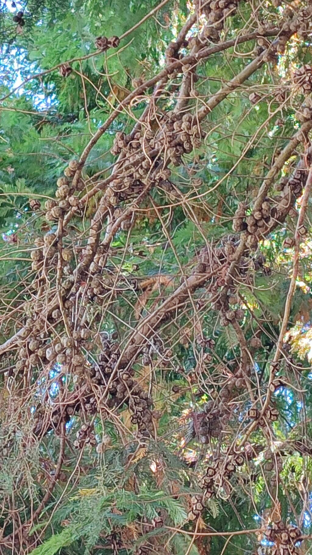 Hesperocyparis glabra — search result for 'Hesperocyparis'