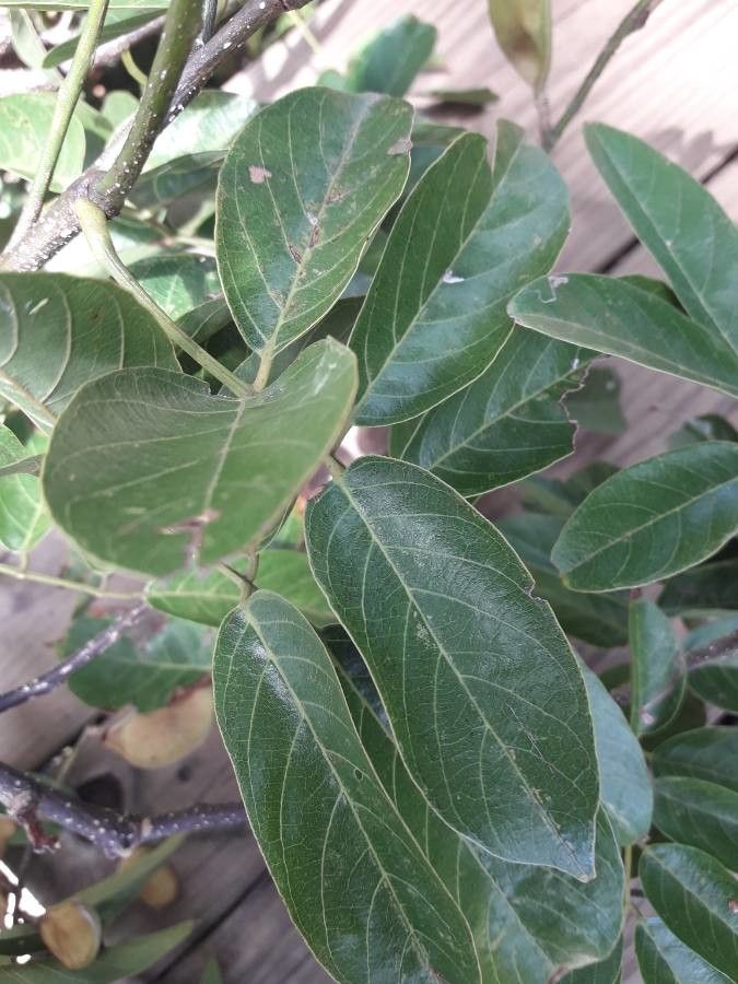 Philenoptera violacea — search result for 'Bauhinia'