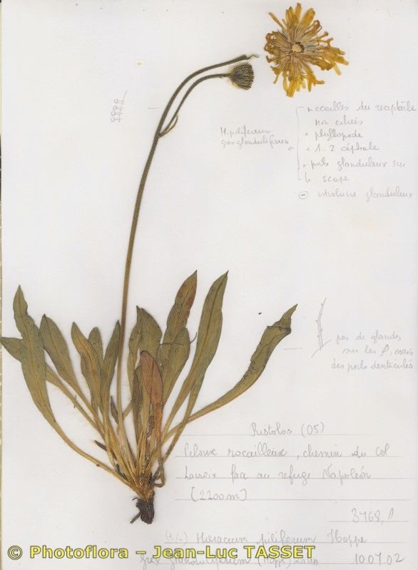 Hieracium glanduliferum habit