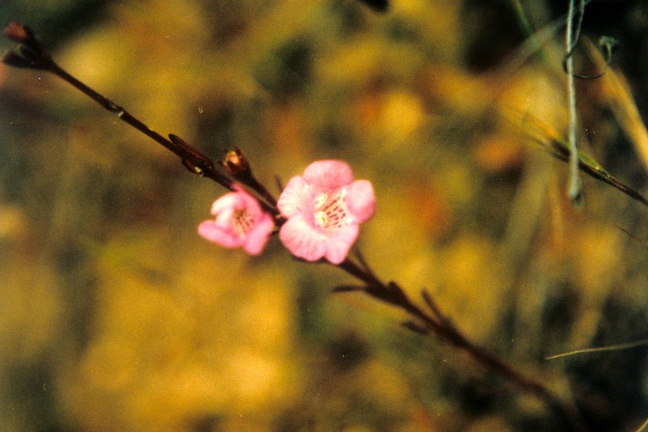 Agalinis skinneriana — search result for 'Agalinis'