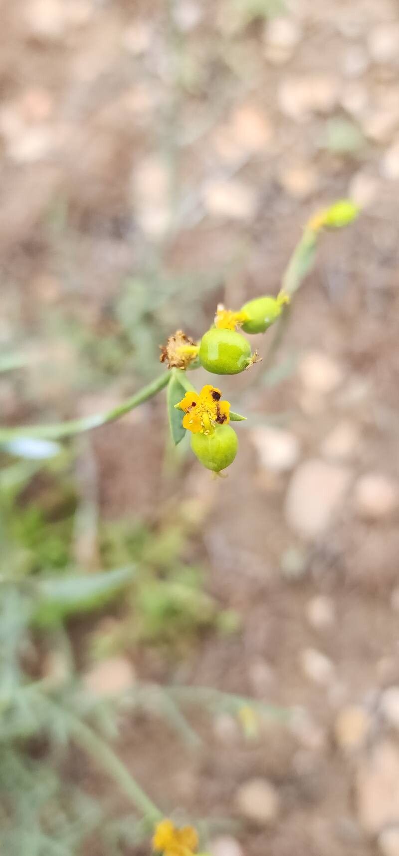 Euphorbia gedrosiaca fruit