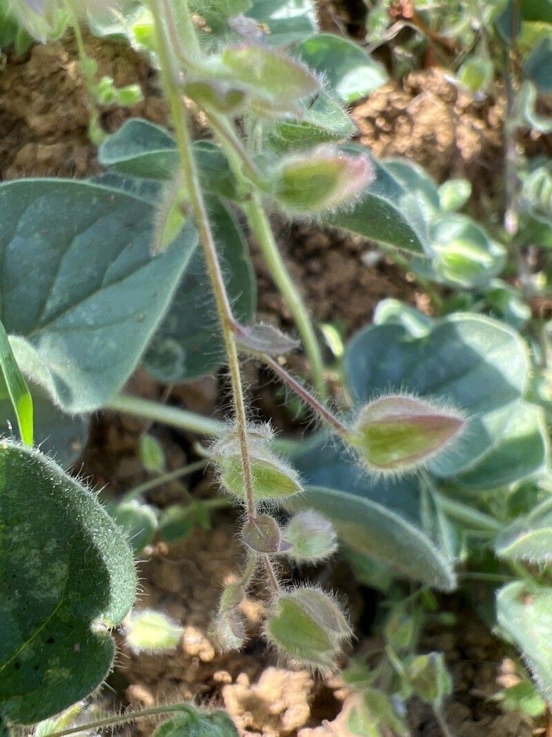 Kickxia spuria fruit